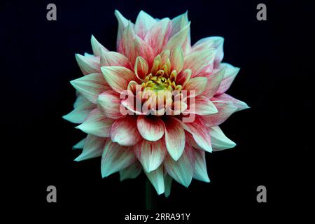 Dahlia weiß rot rosa mit schwarzem Hintergrund Stockfoto