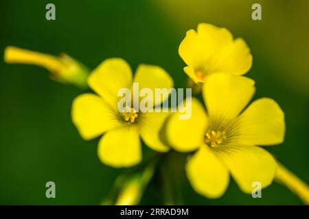 Nahaufnahme von Sauerampfer (Oxalis pes-caprae) in einem Garten, Uniondale, Westkap. Stockfoto