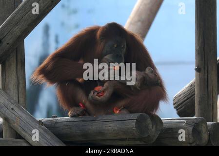 210726 -- RAMAT GAN, 26. Juli 2021 -- Ein Neugeborenes Orang-Utans wird mit seiner Mutter am 25. Juli 2021 im Ramat Gan Safari Park Zoo in der zentralisraelischen Stadt Ramat Gan gesehen. Foto von /Xinhua ISRAEL-RAMAT GAN-SAFARI-BABY ORANG-UTAN GilxCohenxMagen PUBLICATIONxNOTxINxCHN Stockfoto