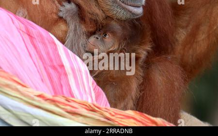210726 -- RAMAT GAN, 26. Juli 2021 -- Ein Neugeborenes Orang-Utans wird mit seiner Mutter am 25. Juli 2021 im Ramat Gan Safari Park Zoo in der zentralisraelischen Stadt Ramat Gan gesehen. Foto von /Xinhua ISRAEL-RAMAT GAN-SAFARI-BABY ORANG-UTAN GilxCohenxMagen PUBLICATIONxNOTxINxCHN Stockfoto