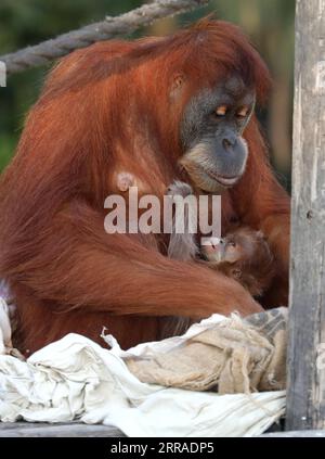 210726 -- RAMAT GAN, 26. Juli 2021 -- Ein Neugeborenes Orang-Utans wird mit seiner Mutter am 25. Juli 2021 im Ramat Gan Safari Park Zoo in der zentralisraelischen Stadt Ramat Gan gesehen. Foto von /Xinhua ISRAEL-RAMAT GAN-SAFARI-BABY ORANG-UTAN GilxCohenxMagen PUBLICATIONxNOTxINxCHN Stockfoto