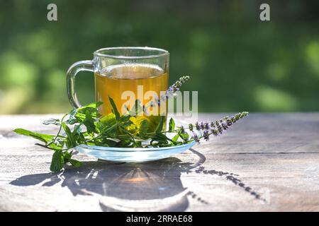 Pfefferminztee aus frischen Blättern in einer Glasschale und blühende Zweige daneben auf einem rustikalen Holztisch an einem sonnigen Tag, grüner Hintergrund, Kopie Stockfoto