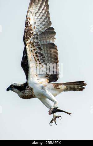 Nahaufnahme eines fliegenden Fischadlers, der Fische gegen den isolierten blauen Himmel trägt Stockfoto