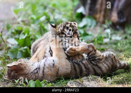 210728 -- HAILIN, 28. Juli 2021 -- zwei sibirische Tigerjungen tummeln sich in einem Waldpark unter dem China Hengdaohezi Feline Breeding Center in der nordöstlichen Provinz Heilongjiang, 27. Juli 2021. Das China Hengdaohezi Feline Breeding Center in der nordöstlichen Provinz Heilongjiang ist das weltweit größte Zuchtzentrum für sibirische Tiger, eine gefährdete Art. In Hailin City, einem der Waldparks im Zentrum von Hailin City, der als Heimat sibirischer Tiger bezeichnet wird, finden heute etwa 400 Großkatzen Platz und es gibt Trainingsbereiche, die 40.000 Quadratmeter groß sind. 2021 wurden 30 sibirische Tigerjungen geboren Stockfoto
