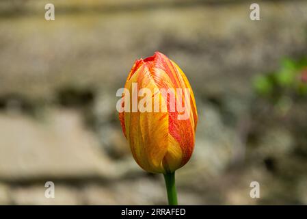 Eine Tulpe Blume Stockfoto