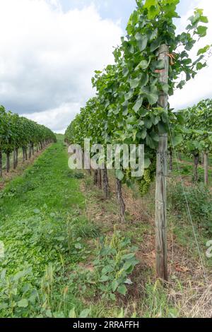 Trauben, die in kommerziellen Weinbergen am Rheinufer bei Bacharach wachsen Stockfoto