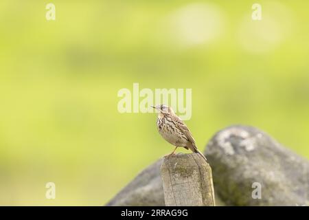 Eine Wiesenpipette (Anthus pratensis) thront auf einem Zaunpfosten in Saddleworth, Oldham, Großbritannien Stockfoto