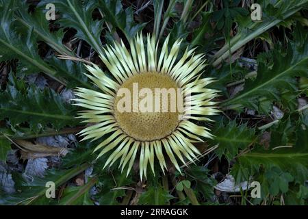 Stemless Carline Thistle (Carlina acaulis) Pyrenäen Spanien es August 2023 Stockfoto