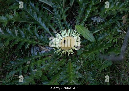 Stemless Carline Thistle (Carlina acaulis) Pyrenäen Spanien es August 2023 mit Gartenblume (Bombus hortorum) Stockfoto