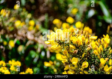 Die gelben Blumen von Ulex, gemeinhin als Gorse, Furze oder Whine bekannt, sind die Gattung der blühenden Pflanzen der Familie Fabaceae. Stockfoto