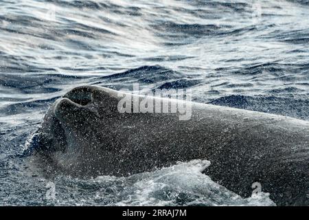 Ein Spermwal-Blowhole-Detail auf der Meeresoberfläche Spermwale tauchen bei Sonnenuntergang im mittelmeer Stockfoto