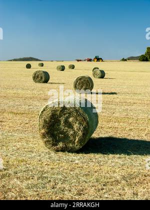 Frisch geerntet, Circular Hay Bails in Field, Kairi, Australien. Stockfoto