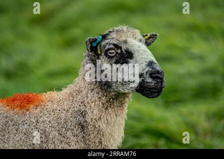 Ein sehr charaktervolles, ehrliches Porträt eines Masham-Schafs mit Kopf und Schultern. Scharf gerendert vor einem grünen Bokeh-Hintergrund mit weit offenem Augenkontakt. Stockfoto