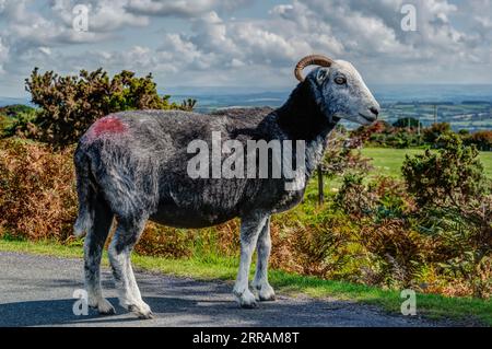 Ein schön aussehendes Herdwick Cross Schaf, das frei auf dem Bodmin Moor herumläuft. Es ist ziemlich üblich, Schafe auf der Straße weiden zu sehen, dieses ist nicht lange geschaart worden. Stockfoto