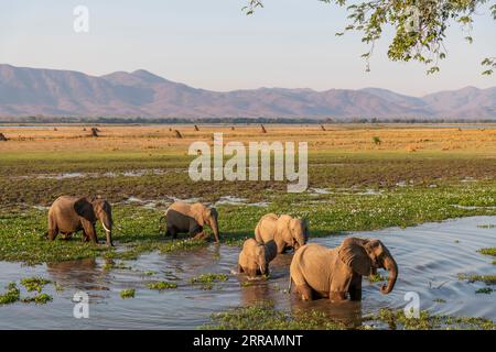 Eine Elefantenherde, Loxodonta africana, wird auf den Auen des Sambezi-Flusses im Mana Pools-Nationalpark Simbabwes gesehen. Stockfoto
