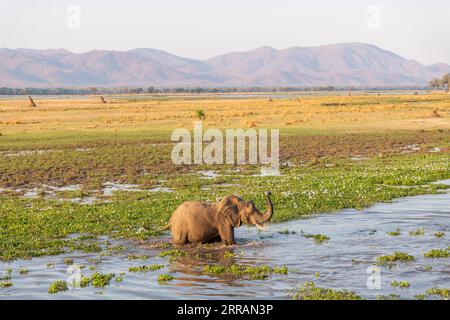 Eine Elefantenherde, Loxodonta africana, wird auf den Auen des Sambezi-Flusses im Mana Pools-Nationalpark Simbabwes gesehen. Stockfoto