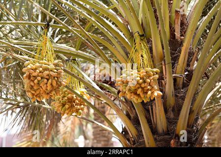 210812 -- KUWAIT CITY, 12. August 2021 -- Foto aufgenommen am 12. August 2021 zeigt Daten auf einer Dattelpalme in Kuwait City, Kuwait. Foto von /Xinhua KUWAIT-KUWAIT CITY-DATES-HARVEST GhazyxQaffaf PUBLICATIONxNOTxINxCHN Stockfoto