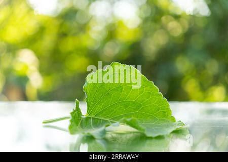 Junge Birke Blätter an den Zweigen. Spring Garden bei Sonnenuntergang. Selektive konzentrieren. Natürliche Hintergrund Stockfoto