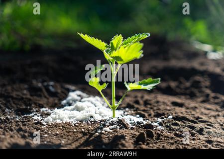 Kleine Pflanzen, die auf fruchtbarem Boden in der Natur und im Morgenlicht wachsen, das Konzept des Pflanzenwachstums. Weißer Dünger auf Chernozem für besseres Wachstum Stockfoto