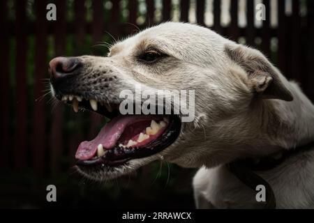 Aggressiver Hund zeigt gefährliche Zähne. Deutscher Schafhirtenangriff. Kopfdetail, wenig Verwacklungen. Ein böser Hund an einer Kette bewacht das Haus Stockfoto