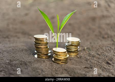 Goldene Münzen im Boden mit junger Pflanze. Geldwachstumskonzept. Das Konzept des Einkommenswachstums oder der Investitionen in die Umwelt. Stockfoto