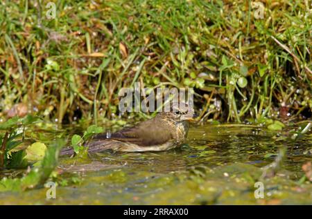 Eurasisches Chiffchaff (Phylloscopus collybita) Erwachsener, der im Teich Eccles-on-Sea badet, Norfolk, Vereinigtes Königreich. April Stockfoto