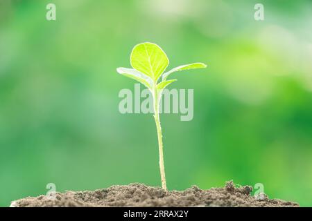 Kleines grünes Schießen, sprießen aus dem Boden, Makro Nahaufnahme. Natur und Umwelt. Organisch Stockfoto