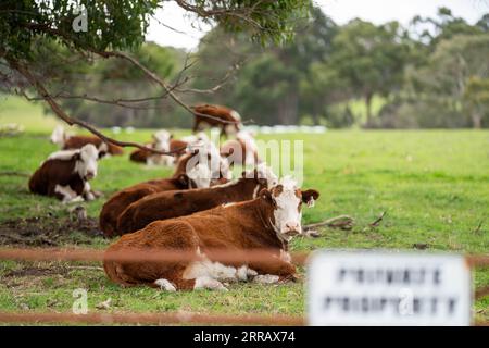 hereford-Kühe in australien in einer Koppel, die auf Gras weidet Stockfoto