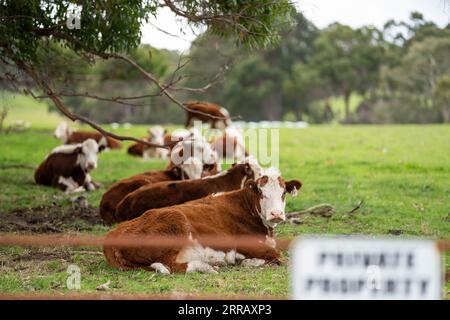hereford-Kühe in australien in einer Koppel, die auf Gras weidet Stockfoto