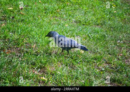 Nahaufnahme Porträt eines Westlichen Jackdaw Vogels Coloeus Monedula, der an einem sonnigen Tag im grünen Gras auf der Nahrungssuche ist. Stockfoto