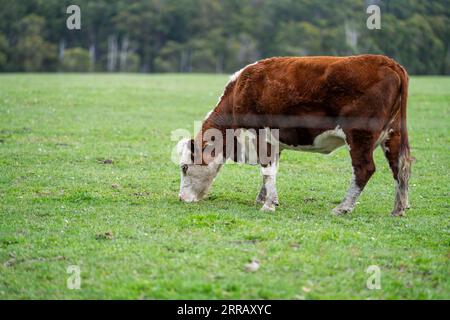 hereford-Kühe in australien in einer Koppel, die auf Gras weidet Stockfoto