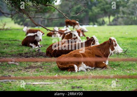 hereford-Kühe in australien in einer Koppel, die auf Gras weidet Stockfoto