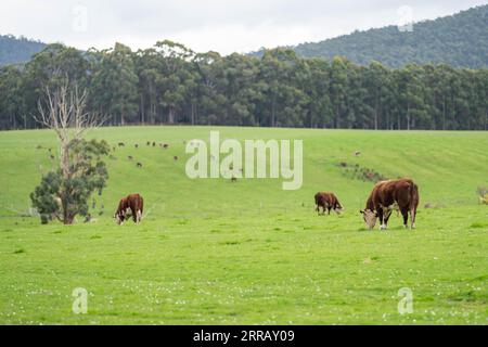hereford-Kühe in australien in einer Koppel, die auf Gras weidet Stockfoto