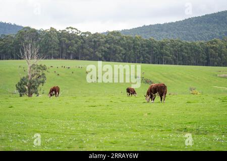 hereford-Kühe in australien in einer Koppel, die auf Gras weidet Stockfoto