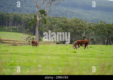 hereford-Kühe in australien in einer Koppel, die auf Gras weidet Stockfoto