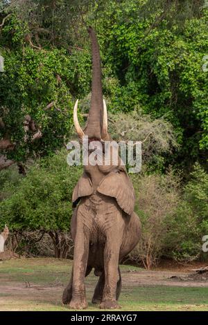 Boswell, der Elefant, steht auf seinen Hinterbeinen, um im Mana Pools National Park von Simbabwe zu füttern. Stockfoto