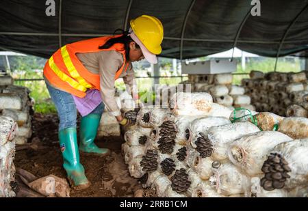 210825 -- WEINING, 25. August 2021 -- Ein Dorfbewohner erntet essbare Pilze in einem Pilzgewächshaus, das unter Photovoltaik-Solarzellen in Weining Yi, Hui und Miao Autonomous County, Bijie, Provinz Guizhou im Südwesten Chinas, 24. August 2021 gebaut wurde. Ein Projekt, das Landwirtschaft mit Photovoltaik-Kraftwerken kombiniert, wurde zur Förderung der ländlichen Vitalisierung ins Leben gerufen. Die Dorfbewohner züchten Pilze in Pilzgewächshäusern, die unter Photovoltaik-Solarzellen gebaut wurden, Pflanzen andere landwirtschaftliche Produkte und bewirtschaften Schafe auf den Feldern des Photovoltaik-Kraftwerks. CHINA-GUIZHOU-WEINING-PHOTOVOLTAIK-KRAFTWERK-LANDWIRTSCHAFT CN T Stockfoto