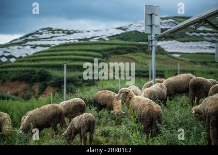 210825 -- WEINING, 25. August 2021 -- Schafe werden in einem Photovoltaik-Kraftwerk in Weining Yi, Hui und Miao Autonomous County, Bijie, Südwestchina, Provinz Guizhou, 24. August 2021 gesehen. Ein Projekt, das Landwirtschaft mit Photovoltaik-Kraftwerken kombiniert, wurde zur Förderung der ländlichen Vitalisierung ins Leben gerufen. Die Dorfbewohner züchten Pilze in Pilzgewächshäusern, die unter Photovoltaik-Solarzellen gebaut wurden, Pflanzen andere landwirtschaftliche Produkte und bewirtschaften Schafe auf den Feldern des Photovoltaik-Kraftwerks. CHINA-GUIZHOU-WEINING-PHOTOVOLTAIK-KRAFTWERK-LANDWIRTSCHAFT CN TAOXLIANG PUBLICATIONXNOTXINXCHN Stockfoto