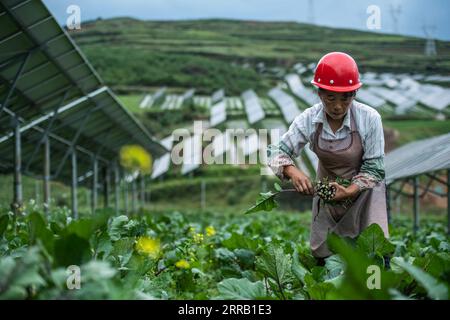 210825 -- WEINING, 25. August 2021 -- Ein Dorfbewohner erntet Gemüse in einem Photovoltaik-Kraftwerk in Weining Yi, Hui und Miao Autonomous County, Bijie, Südwestchina, Provinz Guizhou, 24. August 2021. Ein Projekt, das Landwirtschaft mit Photovoltaik-Kraftwerken kombiniert, wurde zur Förderung der ländlichen Vitalisierung ins Leben gerufen. Die Dorfbewohner züchten Pilze in Pilzgewächshäusern, die unter Photovoltaik-Solarzellen gebaut wurden, Pflanzen andere landwirtschaftliche Produkte und bewirtschaften Schafe auf den Feldern des Photovoltaik-Kraftwerks. CHINA-GUIZHOU-WEINING-PHOTOVOLTAIK-KRAFTWERK-LANDWIRTSCHAFT CN TAOXLIANG PUBLICATIONXNOTXINXCHN Stockfoto