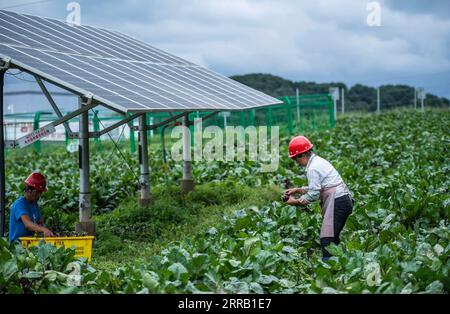 210825 -- WEINING, 25. August 2021 -- Dorfbewohner pflücken Gemüse in einem Photovoltaik-Kraftwerk in Weining Yi, Hui und Miao Autonomous County, Bijie, Südwestchina, Provinz Guizhou, 24. August 2021. Ein Projekt, das Landwirtschaft mit Photovoltaik-Kraftwerken kombiniert, wurde zur Förderung der ländlichen Vitalisierung ins Leben gerufen. Die Dorfbewohner züchten Pilze in Pilzgewächshäusern, die unter Photovoltaik-Solarzellen gebaut wurden, Pflanzen andere landwirtschaftliche Produkte und bewirtschaften Schafe auf den Feldern des Photovoltaik-Kraftwerks. CHINA-GUIZHOU-WEINING-PHOTOVOLTAIK-KRAFTWERK-LANDWIRTSCHAFT CN TAOXLIANG PUBLICATIONXNOTXINXCHN Stockfoto