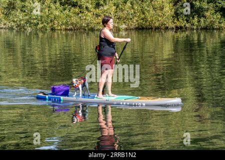 Frau Paddleboarding Paddle Boarding mit ihrem kleinen Hund auf dem Paddleboard Paddleboard, River Thames, England, Großbritannien Stockfoto