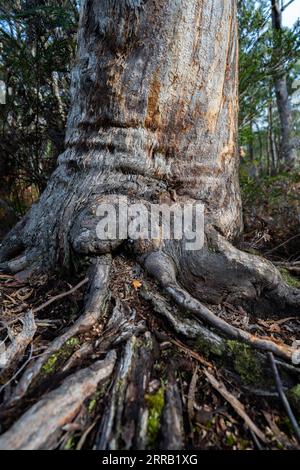 gumtree Stamm und Wurzeln im australischen Busch im Frühjahr Stockfoto