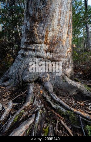 gumtree Stamm und Wurzeln im australischen Busch im Frühjahr Stockfoto