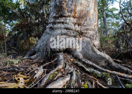 gumtree Stamm und Wurzeln im australischen Busch im Frühjahr Stockfoto