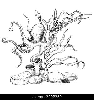 Oktopus mit Meeresboden und Algen. Hand gezeichneter Vektor unter Wasser gravierte Illustration auf isoliertem Hintergrund. Unterwasserzeichnung von Meeresboden und Meerestieren im Stil von Kunstwerken mit schwarzen Tinten. Stock Vektor