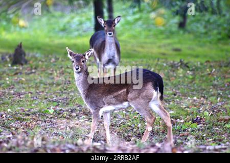 Weißschwanzhirsche im Wald Stockfoto