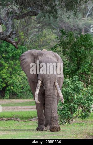 Ein Bild von Boswell, dem Elefanten, dem größten Tusker im Mana Pools National Park in Simbabwe. Stockfoto