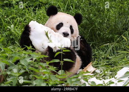 Panda Zwillinge Meng Yuan und Meng Xiang feiern 2. Geburtstag im ...