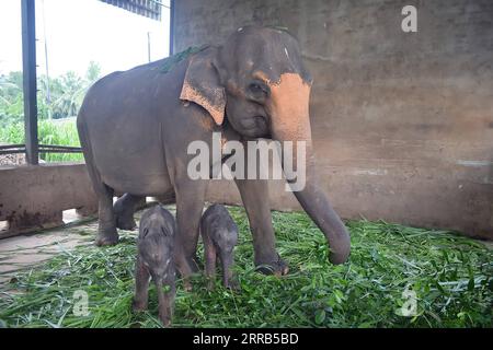 210902 -- COLOMBO, 2. September 2021 -- Foto aufgenommen am 31. August 2021 zeigt die Zwillingselefanten mit ihrer Mutter Surangi im Pinnawala Elephant Orphanage, außerhalb der zentralen Hügel von Kandy, Sri Lanka. Sri Lankas Tierschutzbehörden sagten am Dienstag, dass ein Paar Zwillingselefanten im Pinnawala Elefantenwaisenhaus außerhalb der zentralen Hügel von Kandy in der Zentralprovinz geboren wurden. Ein leitender Beamter des Wild Life Department sagte, dass die Zwillingselefantengeburt die erste solche Geburt in Sri Lankas Geschichte unter den registrierten domestizierten Elefanten des Landes sei. Pinnawala El Stockfoto