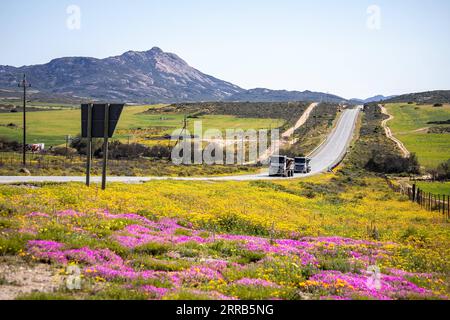 210902 -- KAPSTADT, 2. September 2021 -- Wildblumen blühen entlang einer Autobahn in der Northern Cape Province, Südafrika, am 30. August 2021. ZU DIESEM Feature: Saisonaler Wildblumentourismus in Südafrika floriert trotz COVID-19 SÜDAFRIKAS-TOURISMUS-BLUMENROUTE-WILDBLUMEN LyuxTianran PUBLICATIONxNOTxINxCHN Stockfoto